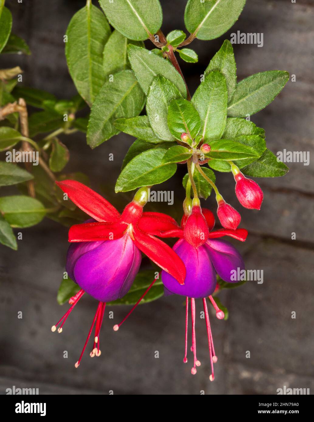 Stunning bright red and purple flowers of Fuchsia hanging from a cluster of emerald green leaves against a dark brown background Stock Photo