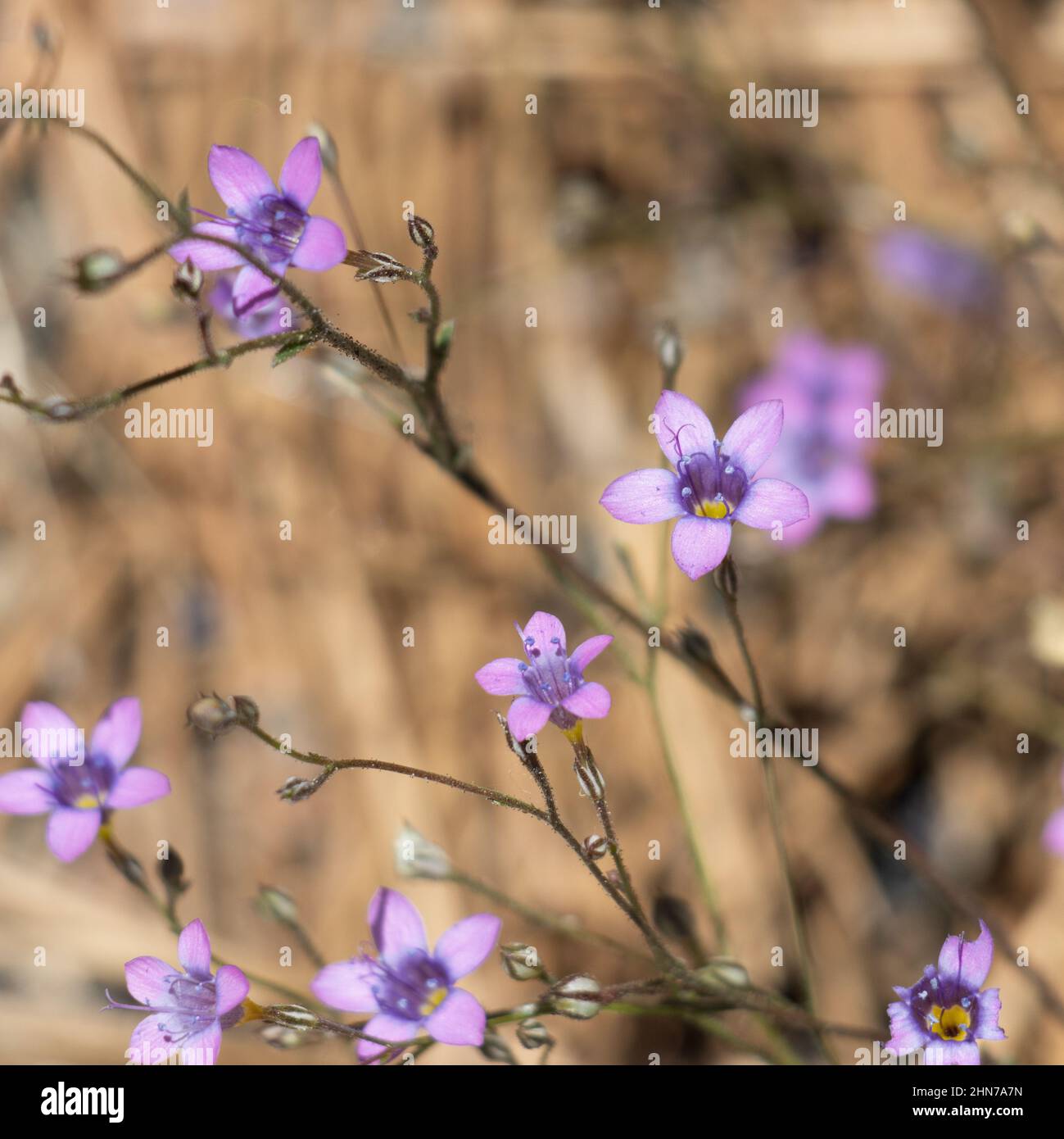 Purple flowering terminal cyme inflorescences of Saltugilia Splendens, Polemoniaceae, native annual herb in the San Gabriel Mountains, Summer. Stock Photo