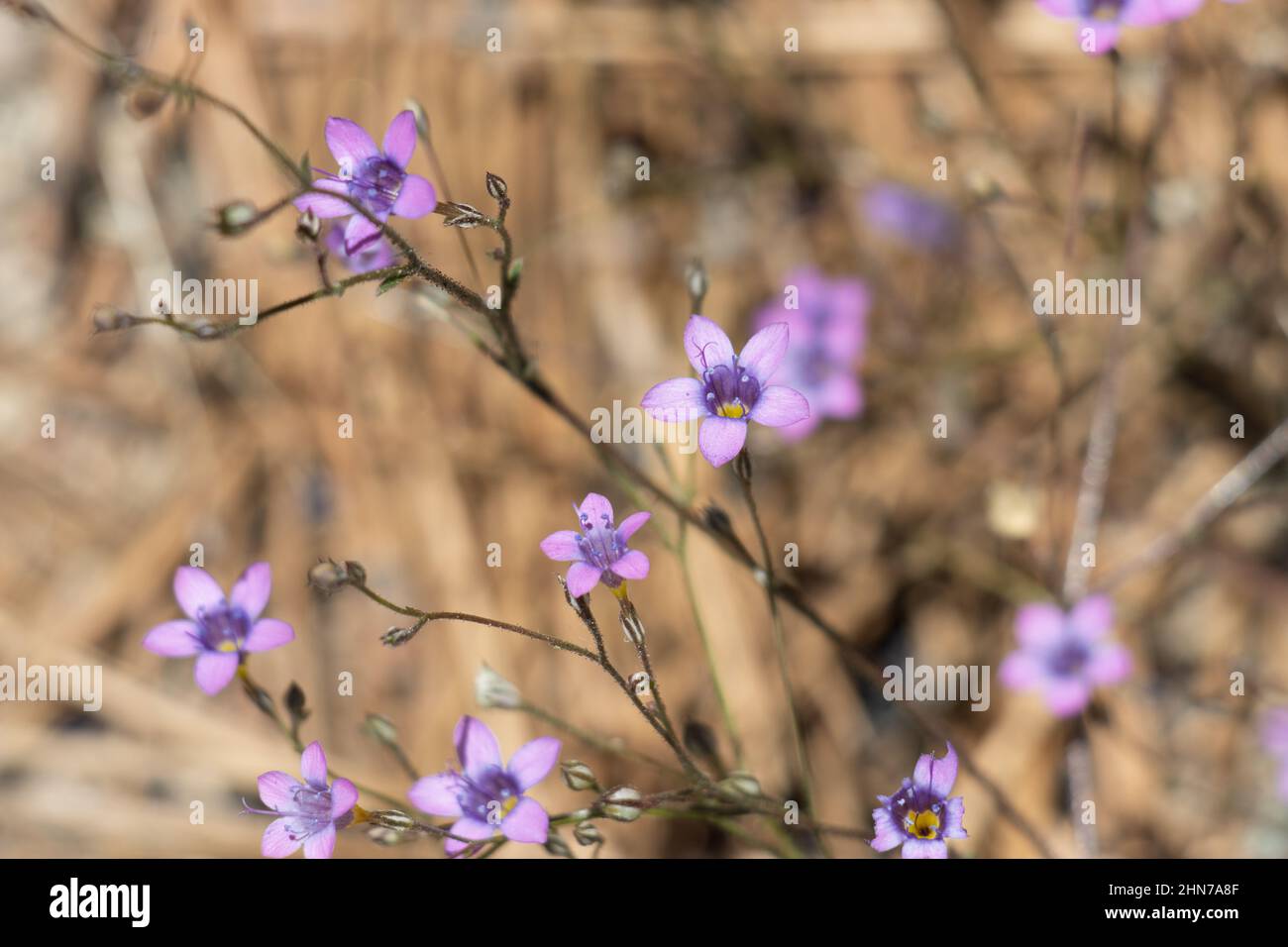 Purple flowering terminal cyme inflorescences of Saltugilia Splendens, Polemoniaceae, native annual herb in the San Gabriel Mountains, Summer. Stock Photo