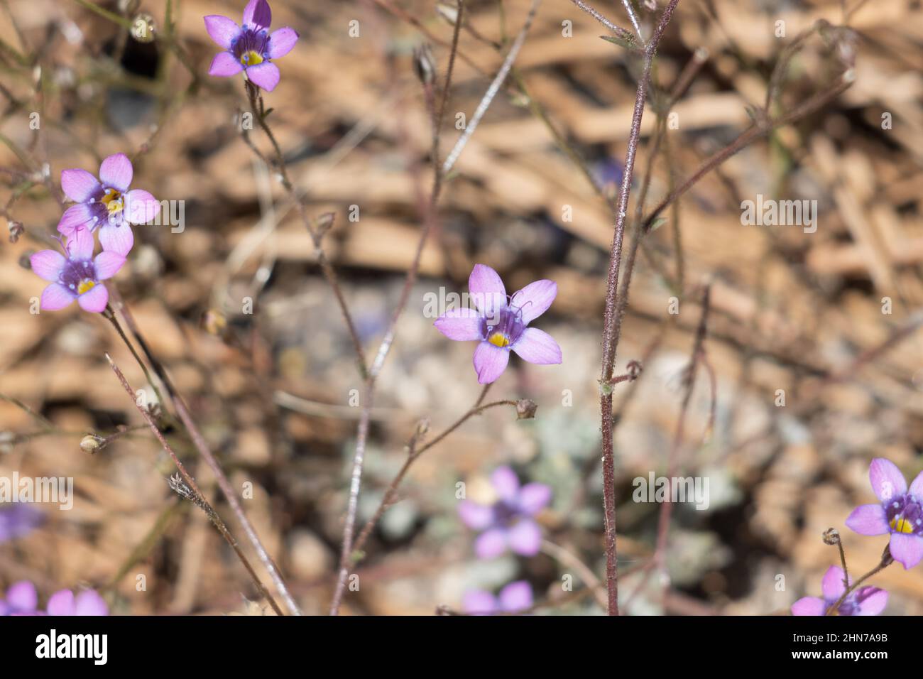 Purple flowering terminal cyme inflorescences of Saltugilia Splendens, Polemoniaceae, native annual herb in the San Gabriel Mountains, Summer. Stock Photo