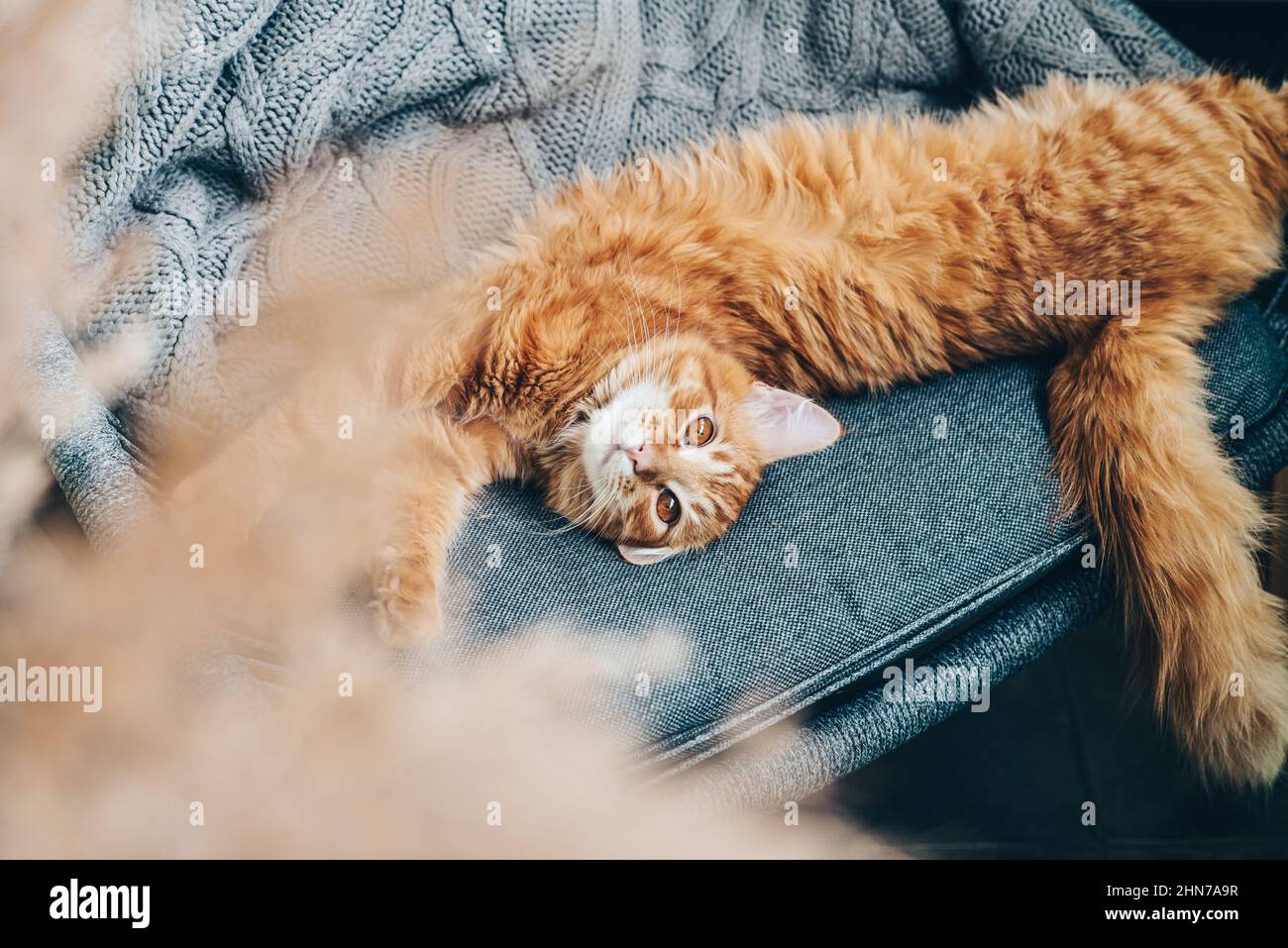 Cute ginger cat is lying on armchair at home Stock Photo