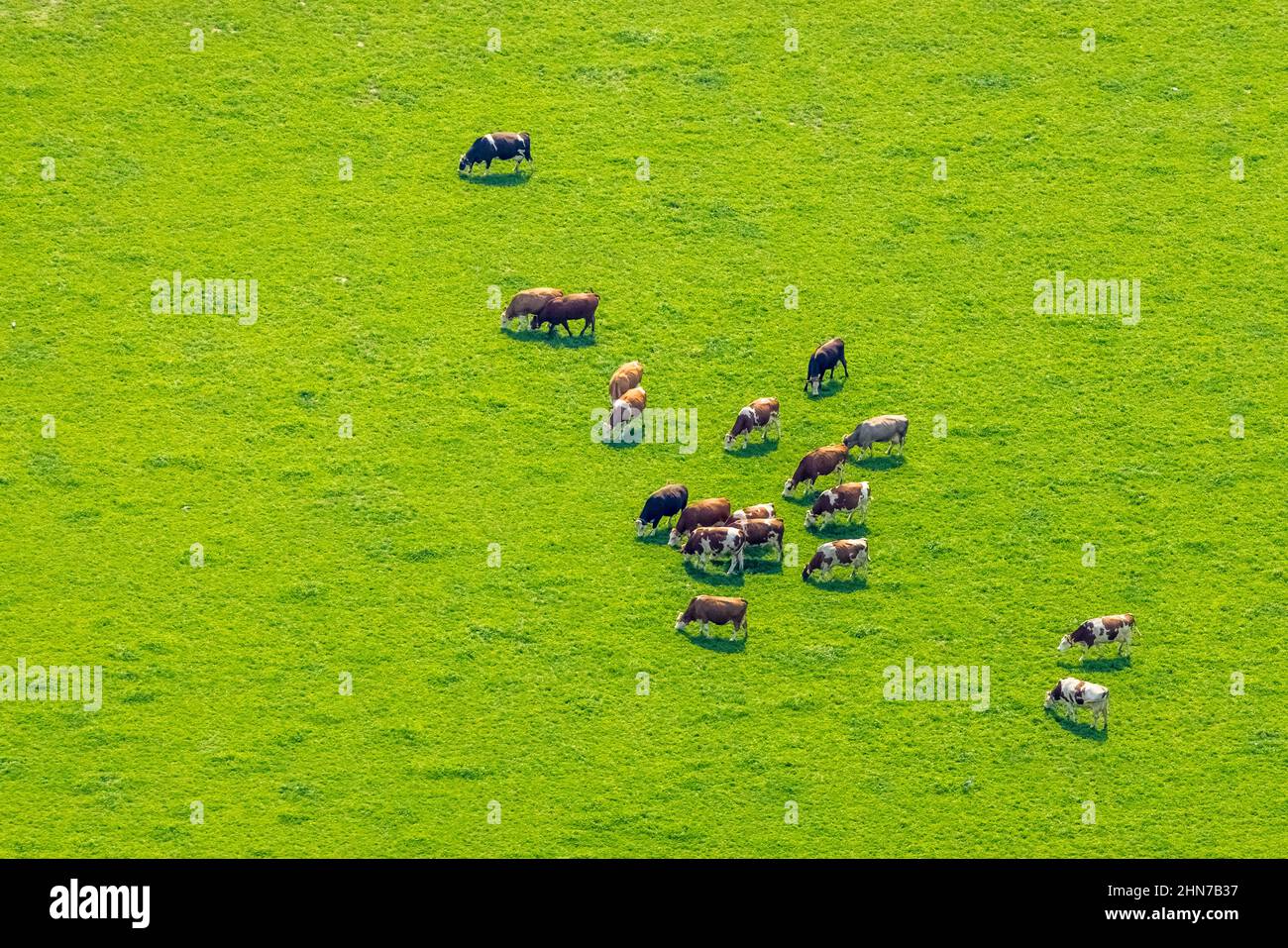 Aerial view, grazing cows on a meadow near the A2 motorway in Weddinghofen, Bergkamen, Ruhr area, North Rhine-Westphalia, Germany, DE, Europe, cows on Stock Photo