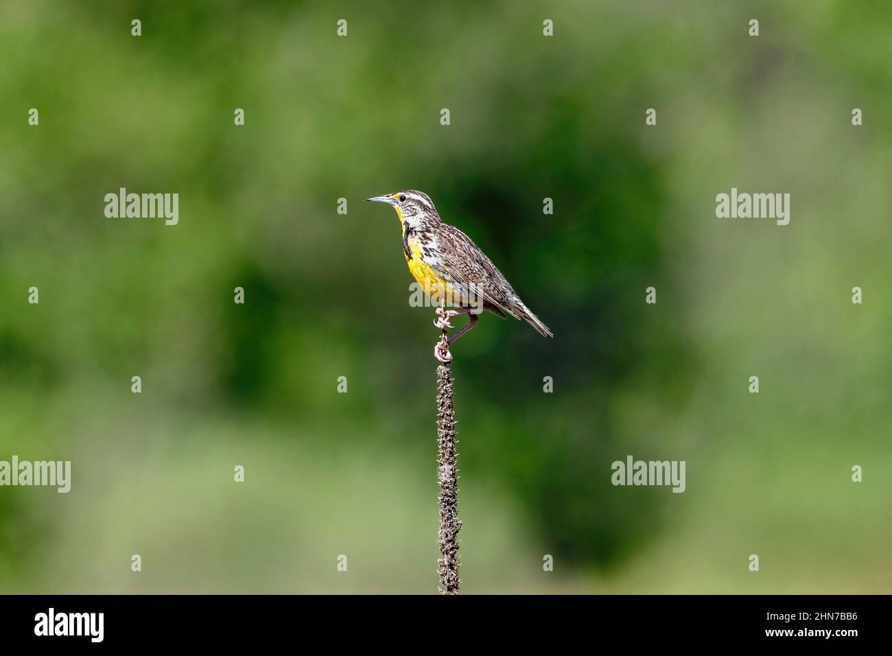 A Western Meadowlark sits atop a thin mullein stalk, with a distant green shrubbery background. Stock Photo