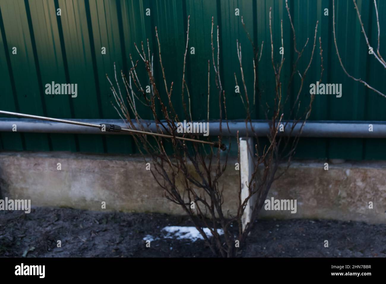 Fumigating pesti, pest control. Defocus spraying currant bush with manual pesticide sprayer against insects in spring garden. Agriculture and Stock Photo