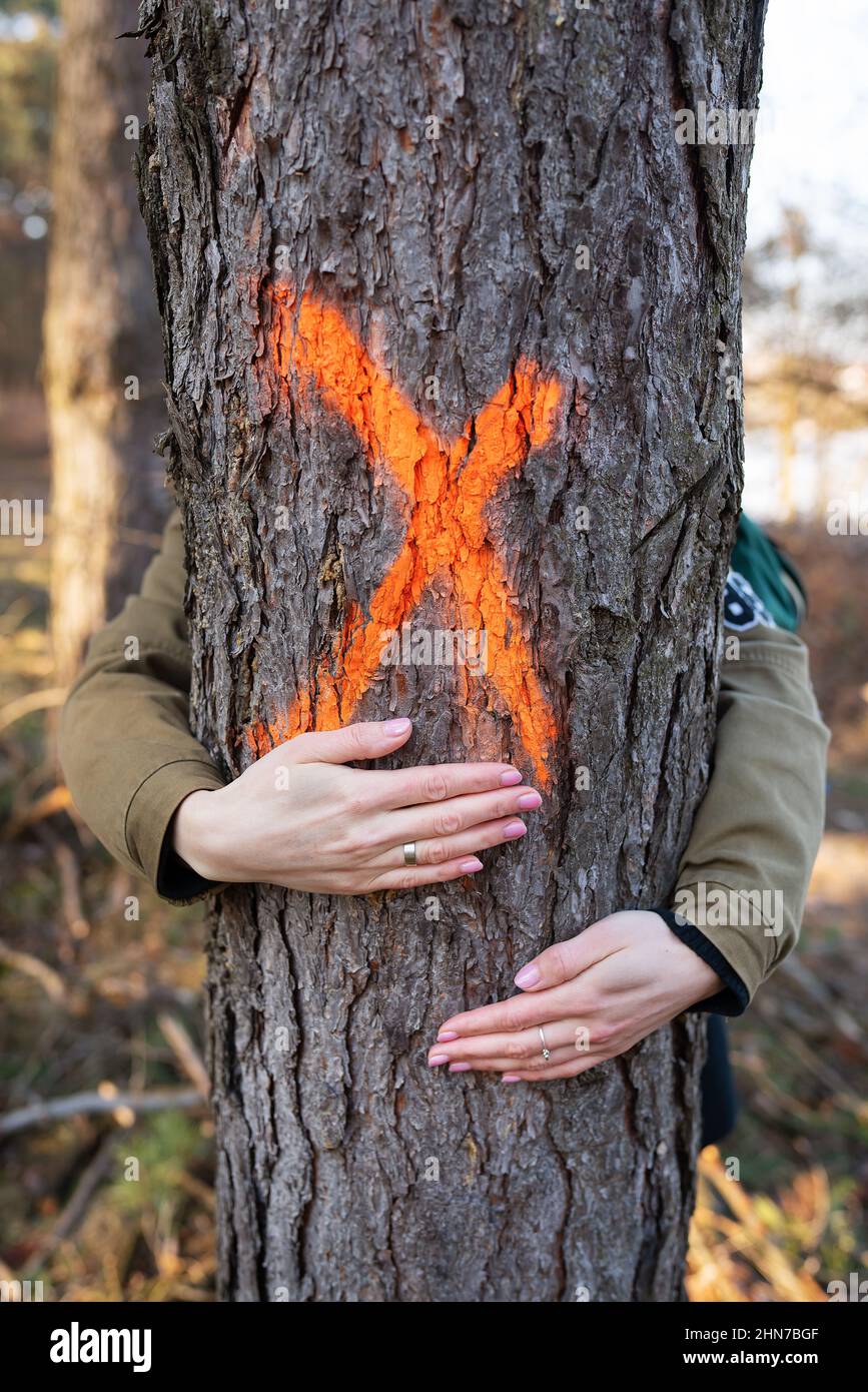 Tree marked for felling hi-res stock photography and images - Alamy