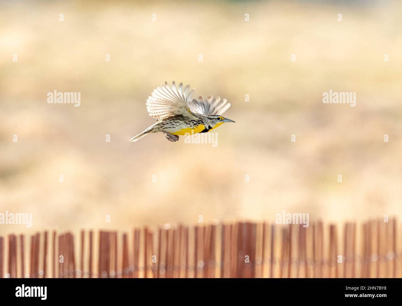 Flying Meadowlark