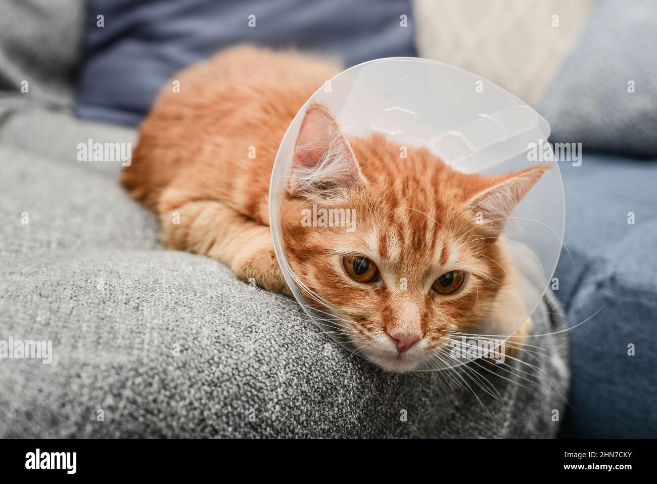 Cat head cone hot sale