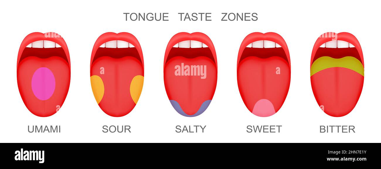 Set of open mouthes with sticking out tongues demonstrating receptor zones marked umami, sour, salty, sweet, bitter flavors. Myth of human taste buds. Vector cartoon illustration Stock Vector