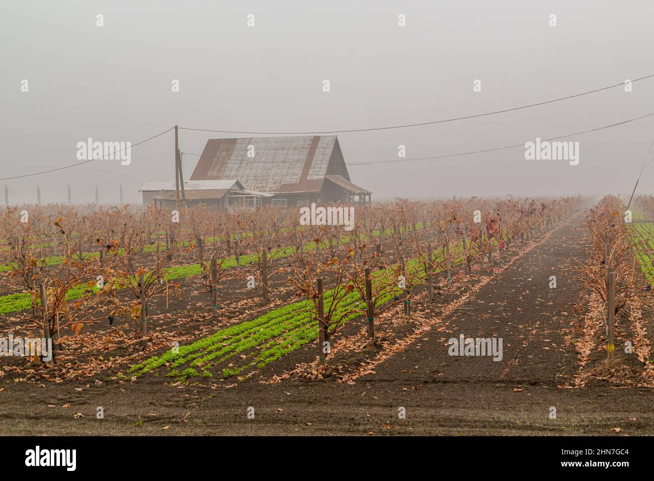 Vineyard  landscape covered in Winter mist. Stock Photo