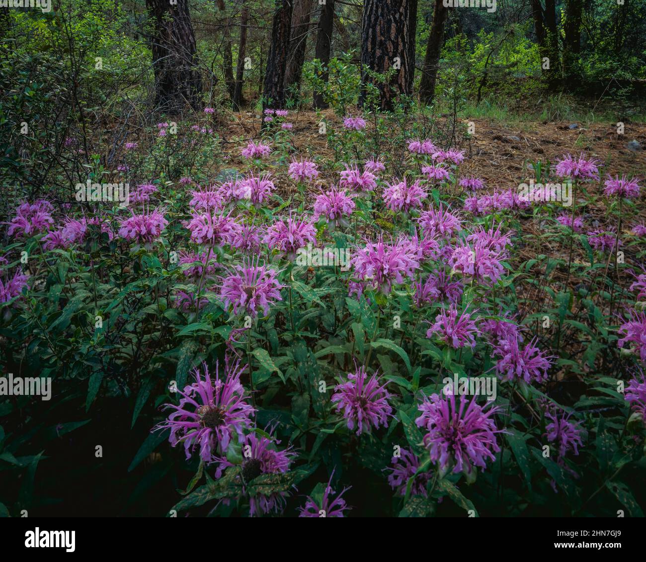 Chiricahua Mtns  Coronado Nat'l Forest  AZ/JUNE A cluster of Horsemint flourishes in a forest of Ponderosa Pine near Camp Rucker. Stock Photo