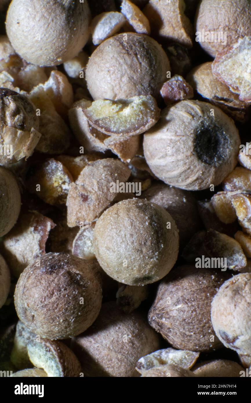 White pepper close-up, food spices used for cooking purposes. Aromatic ingredients for food preparation. Stock Photo