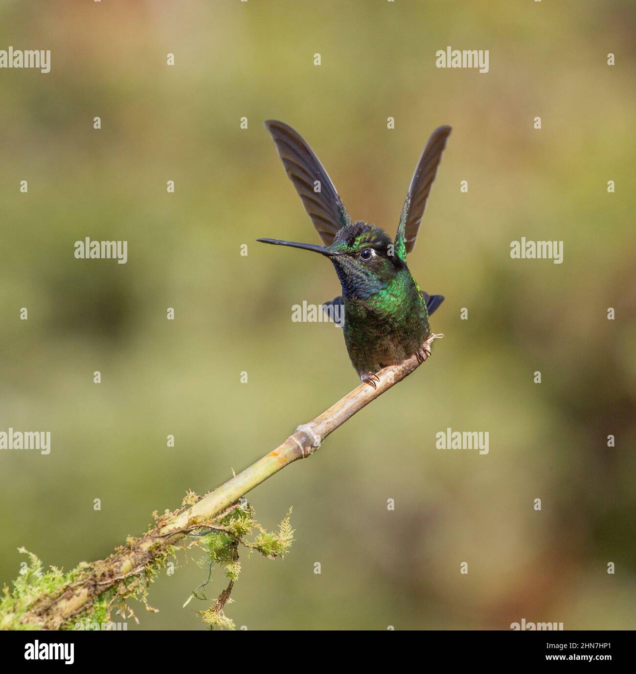 Talamanca Hummingbird (Eugenes spectabilis) , male.  Formerly  Magnificent Hummingbird (Eugenes fulgens) Stock Photo