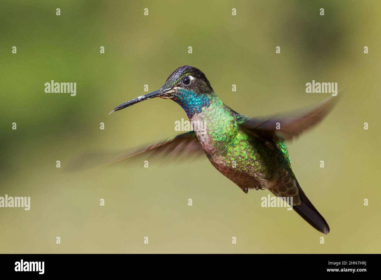 Talamanca Hummingbird (Eugenes spectabilis) , male.  Formerly  Magnificent Hummingbird (Eugenes fulgens) Stock Photo