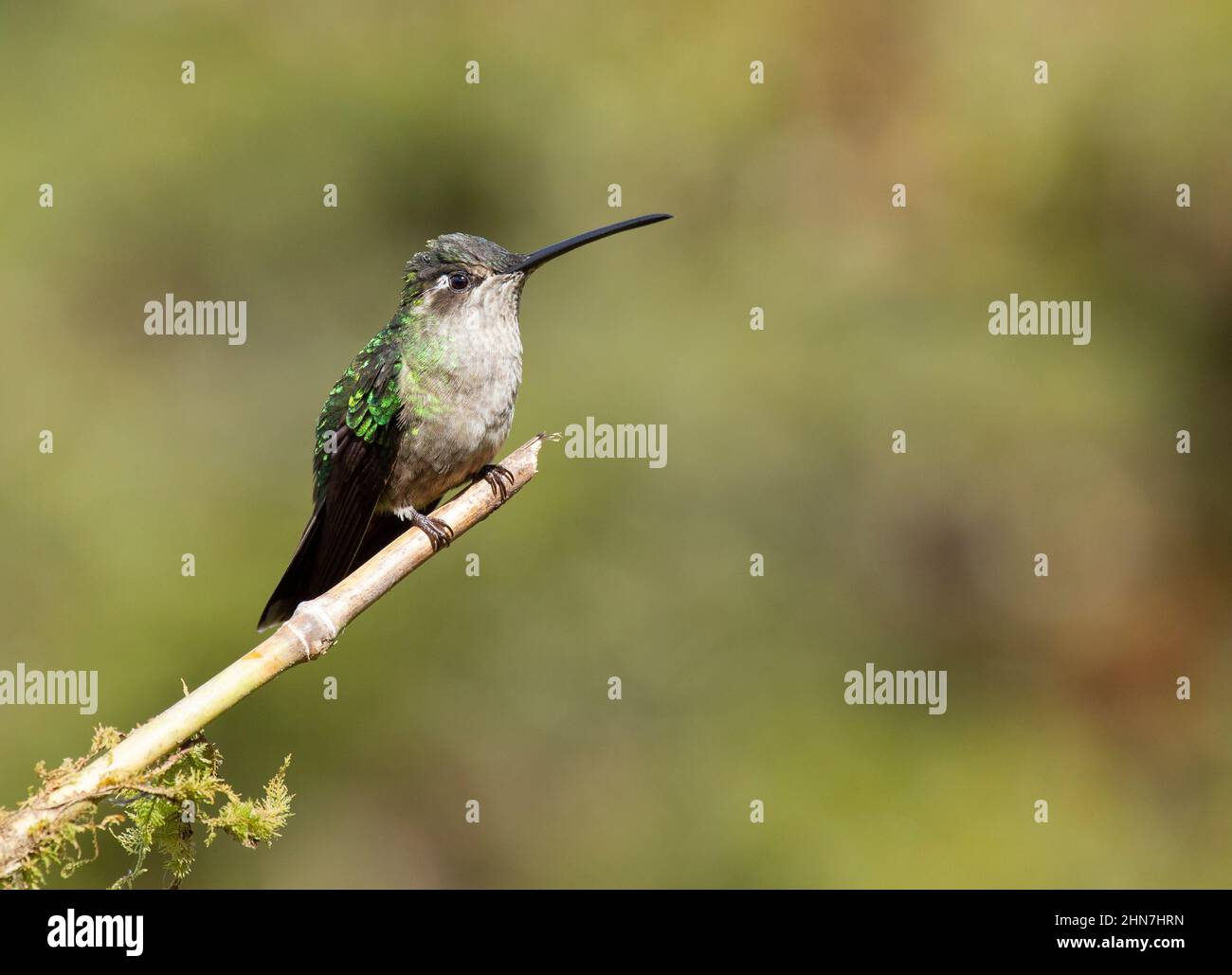 Talamanca Hummingbird (Eugenes spectabilis) , female  formerly  Magnificent Hummingbird (Eugenes fulgens) Stock Photo