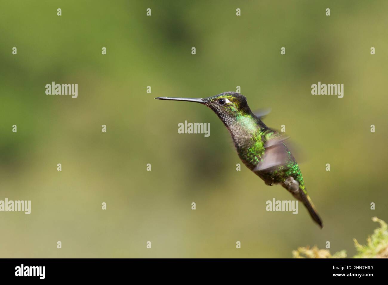 Talamanca Hummingbird (Eugenes spectabilis)  formerly  Magnificent Hummingbird (Eugenes fulgens) Stock Photo
