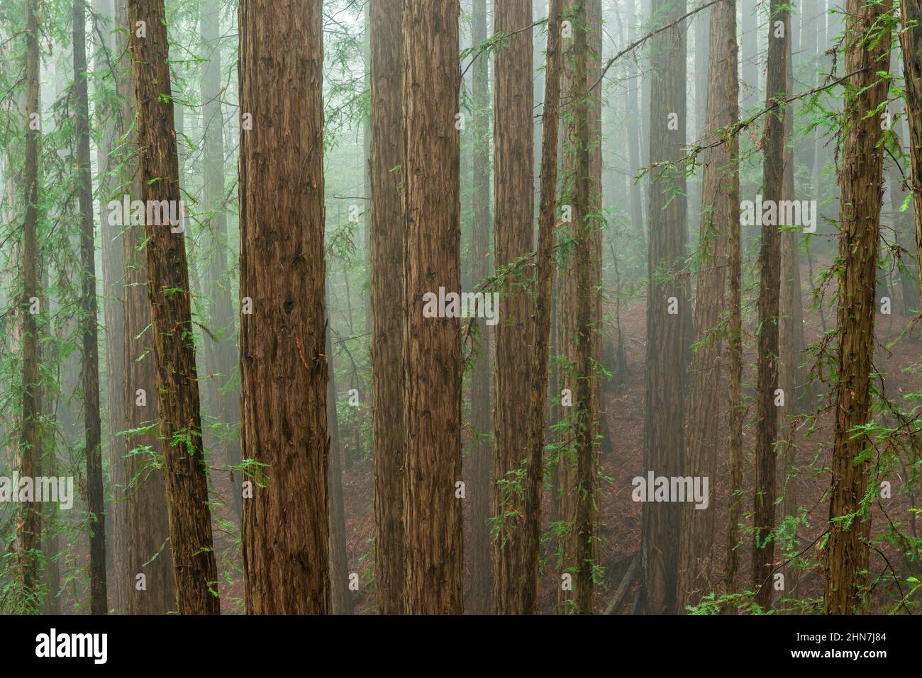 Redwood Grove, Mount Tamalpais State Park, Marin County, California Stock Photo