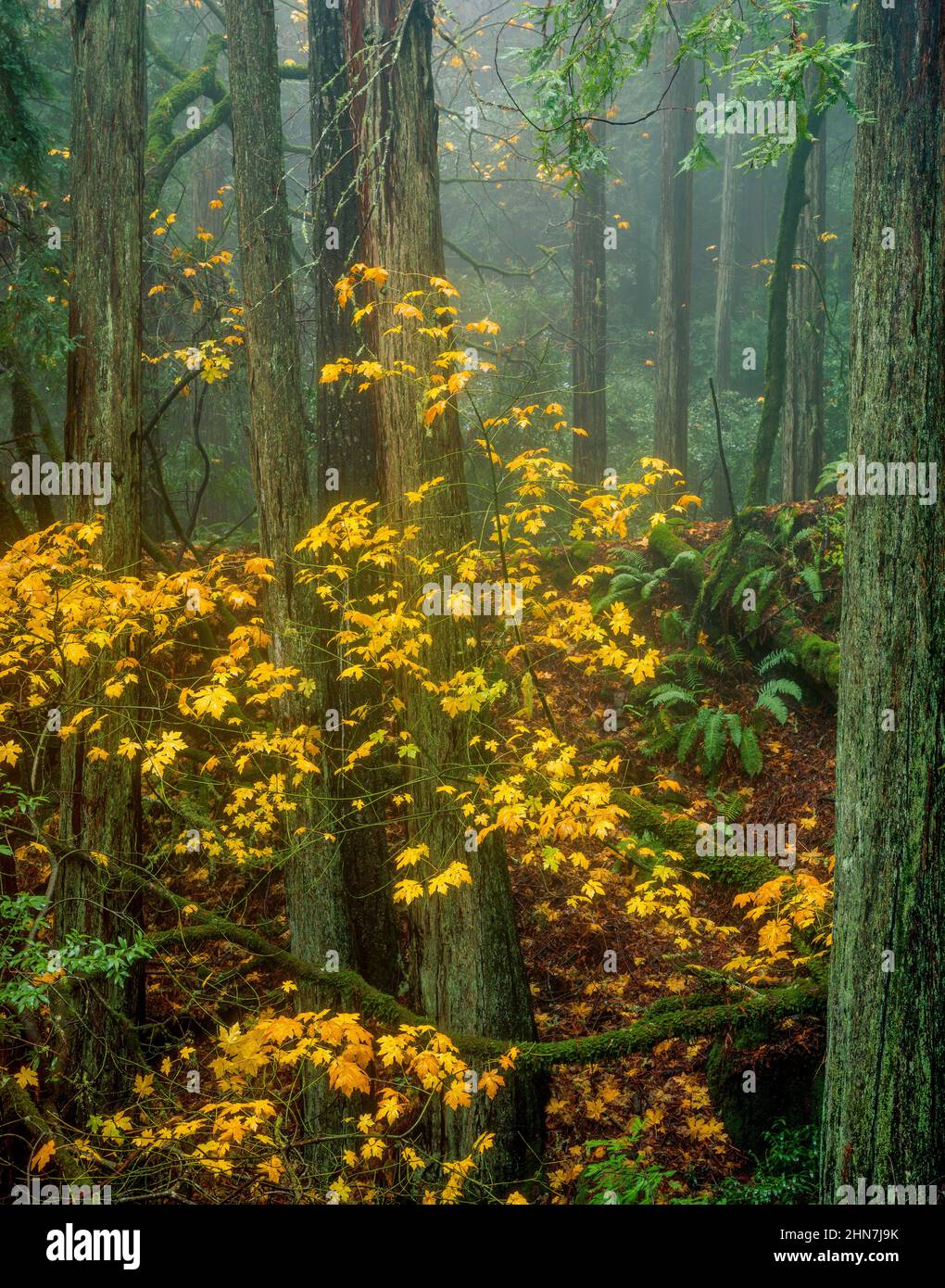 Coastal Fog, Large Leaf Maple, Redwoods, Muir Woods National Monument, Marin County, California Stock Photo