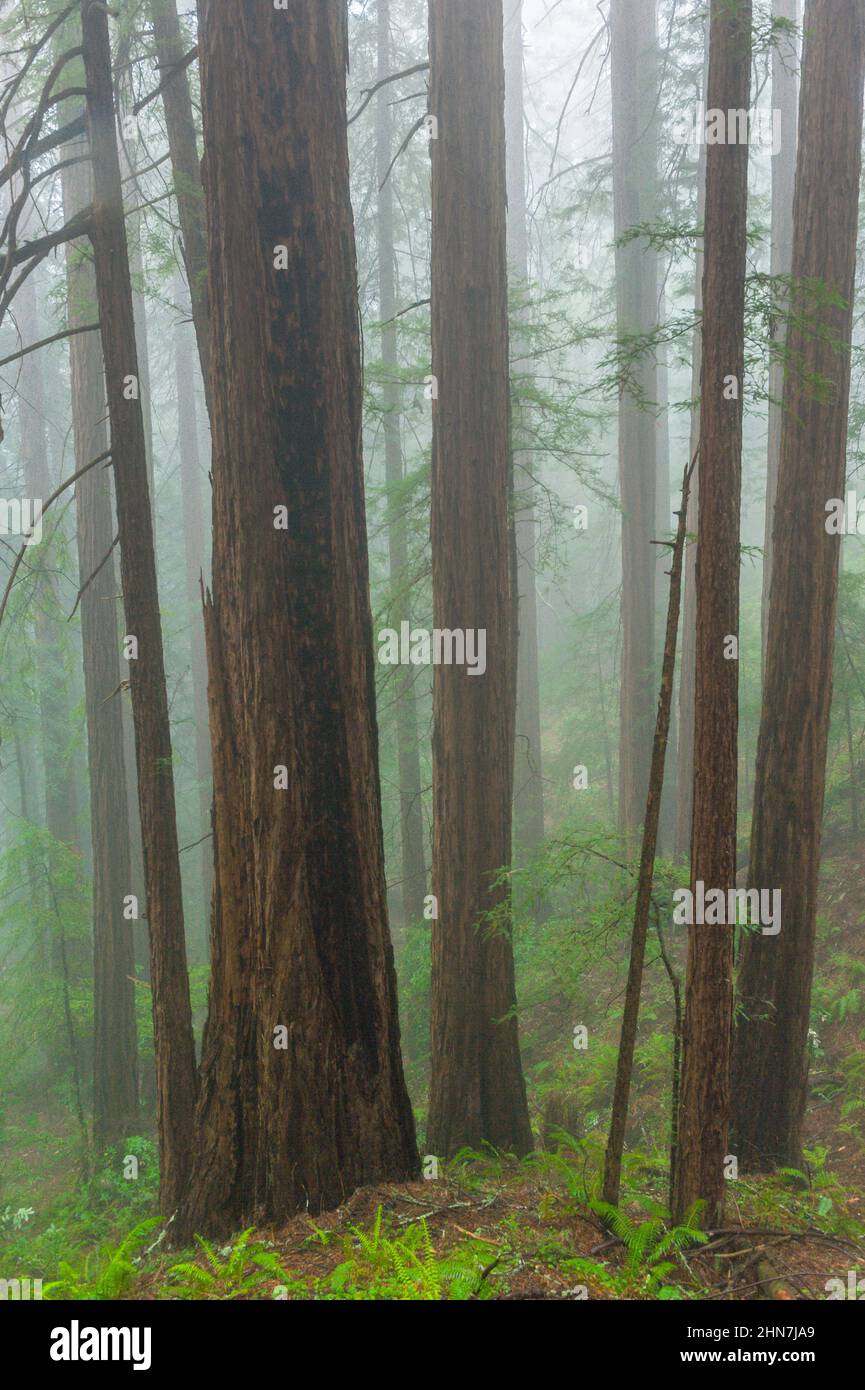 Coastal Fog, Redwoods, Sequoia sempervirens, Muir Woods National Monument, Marin County, California Stock Photo