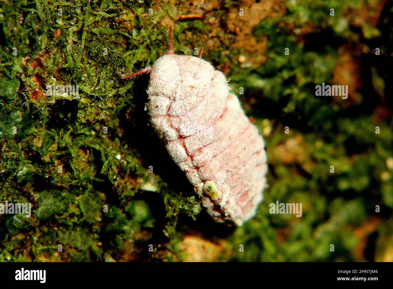 Scale Insect Tree Stem Giant scale insect (Coelostomidia sp.) on moss covered tree trunk Stock ...