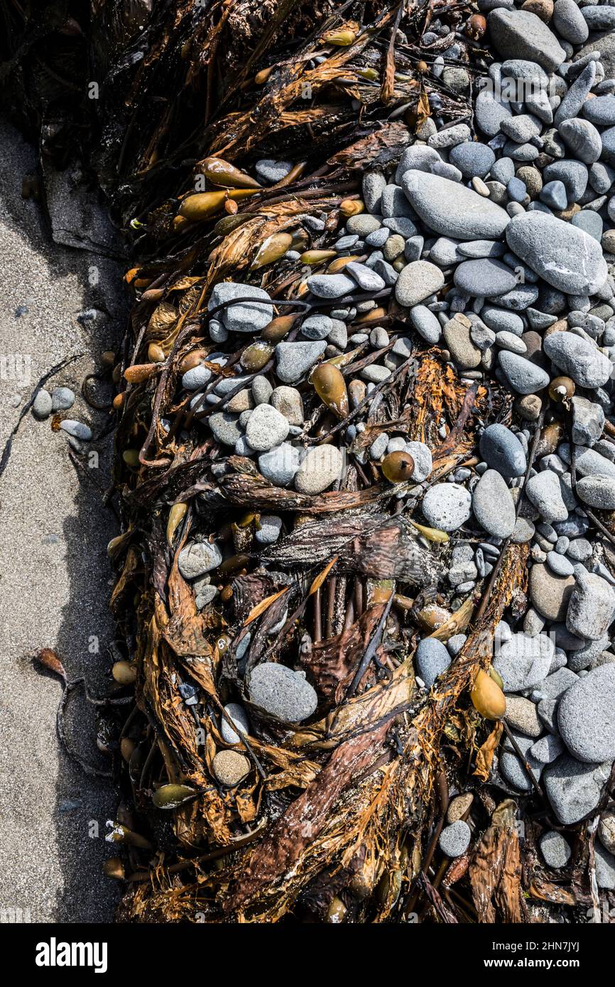 Bull kelp washed up on a beach on the Olympic National Park coast near Mosquito Creek, Washington, USA. Stock Photo