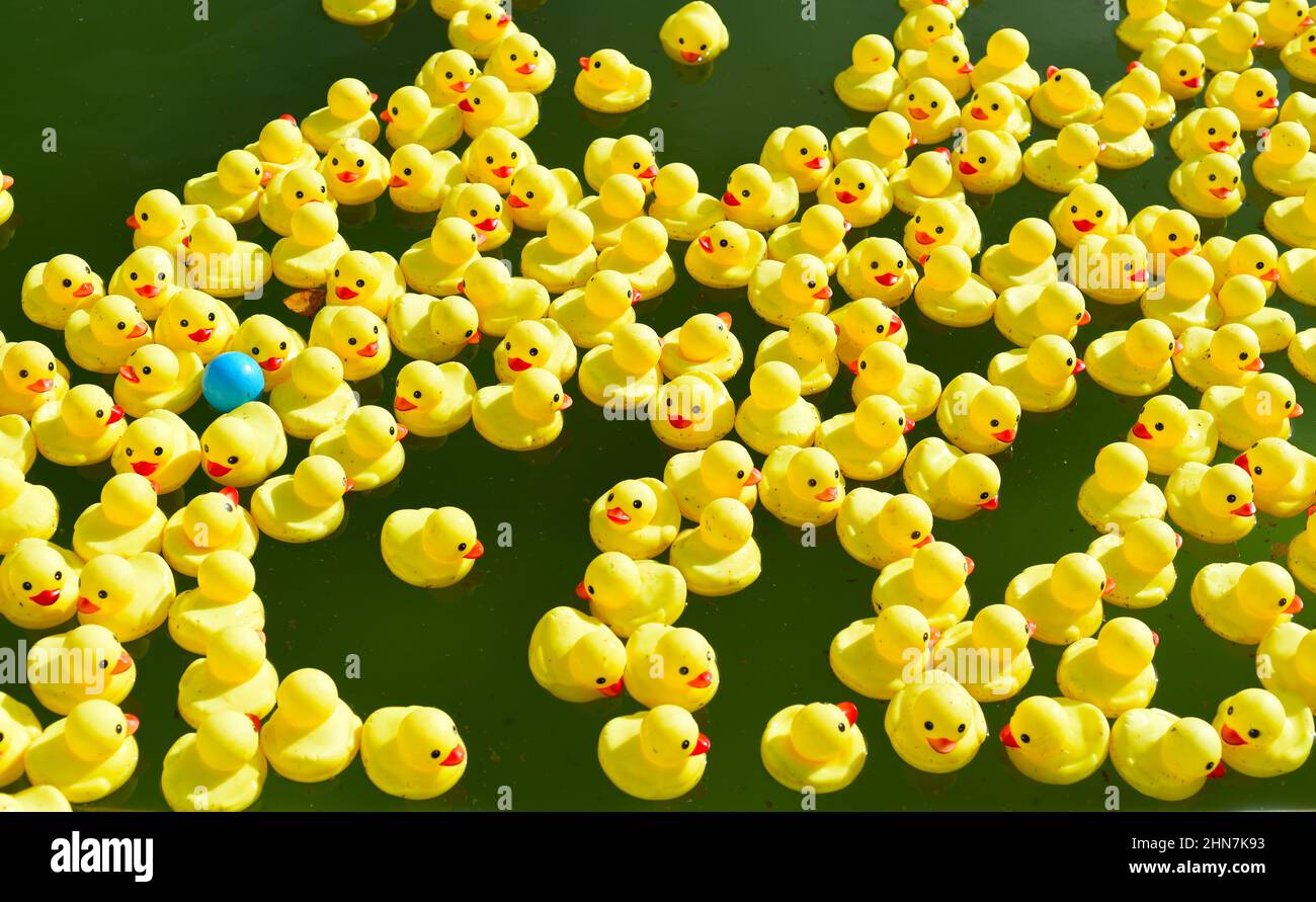 Many bright yellow rubber ducks floating in the pool Stock Photo Alamy