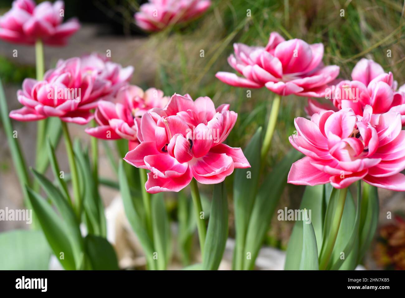 Pink tulips Columbus growing in spring Stock Photo