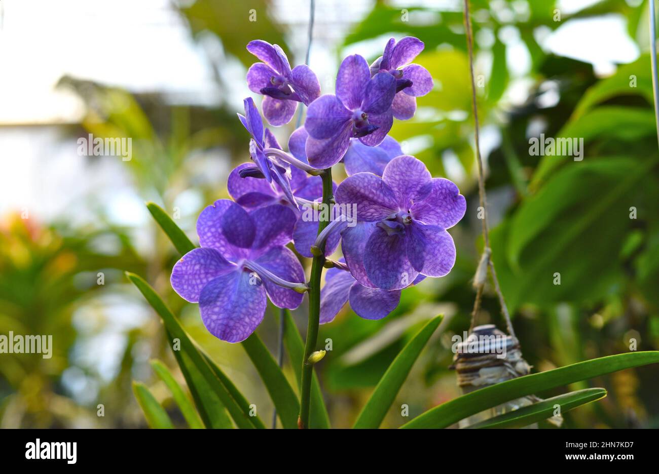 Branch of orchid Vanda against green leaves Stock Photo