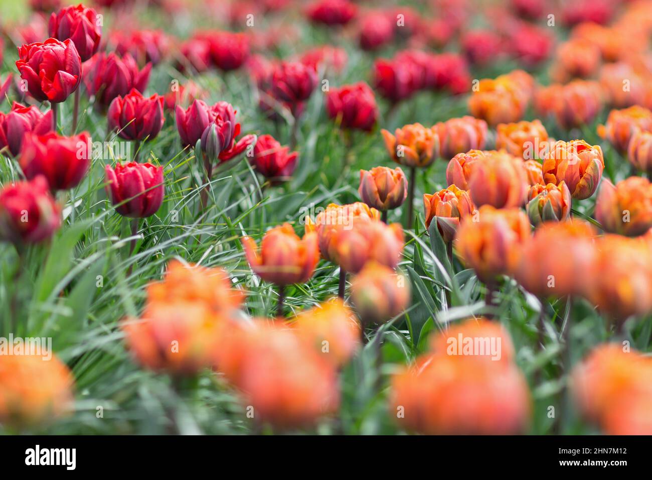 Beautiful award-winning Red Princess and Orange Princess tulips in the garden. Selective focus. Stock Photo