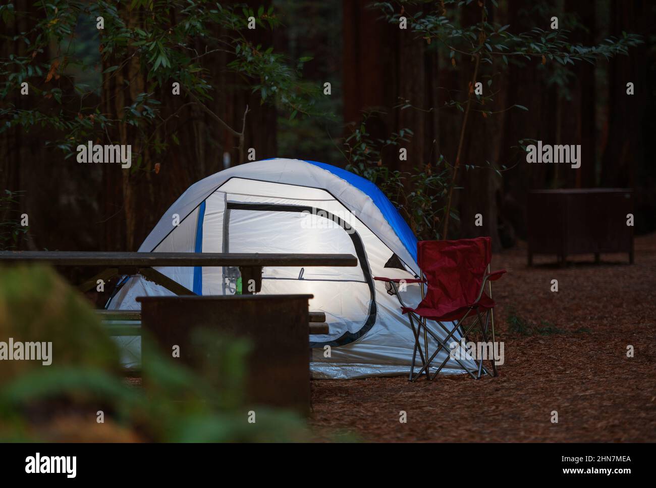 Tent Camping in the Woodland. Illuminated Tent Between Redwood Trees. Recreational Theme. Stock Photo