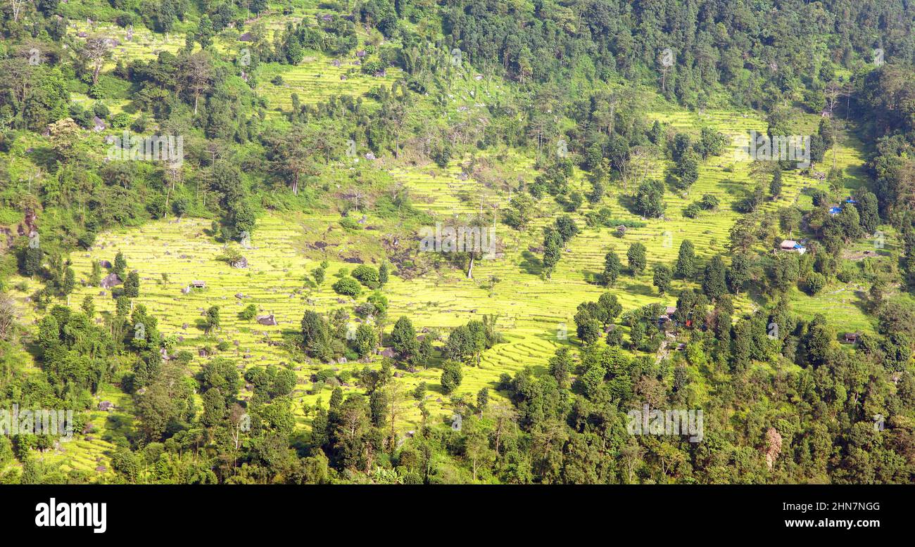 golden terraced rice or paddy field in Nepal Himalayas Stock Photo