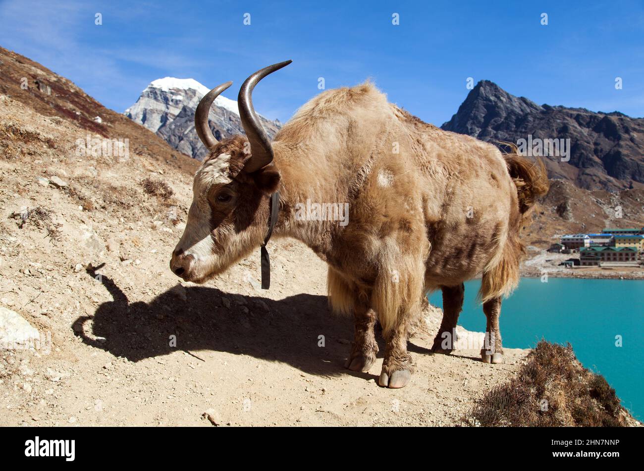 Yak and Gokyo lake and village on background,  Nepal Himalayas Stock Photo