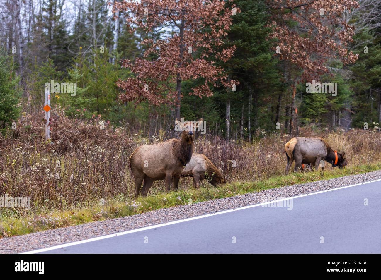Clam Lake elk on a November morning. Stock Photo