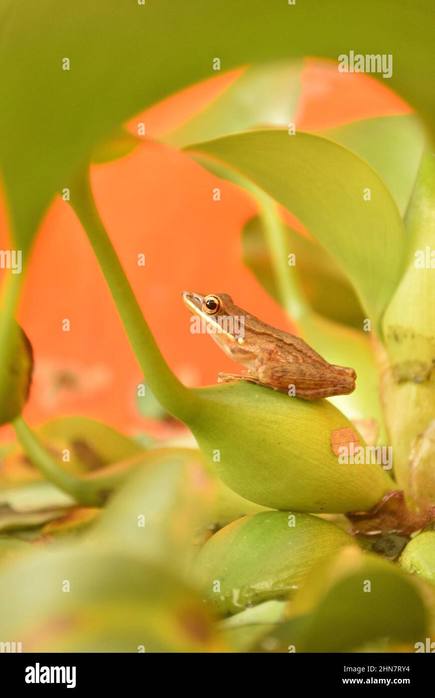 The frogs in a nearby fish pond were relaxing on the water hyacinth, picked up at noon with a low angle. Stock Photo