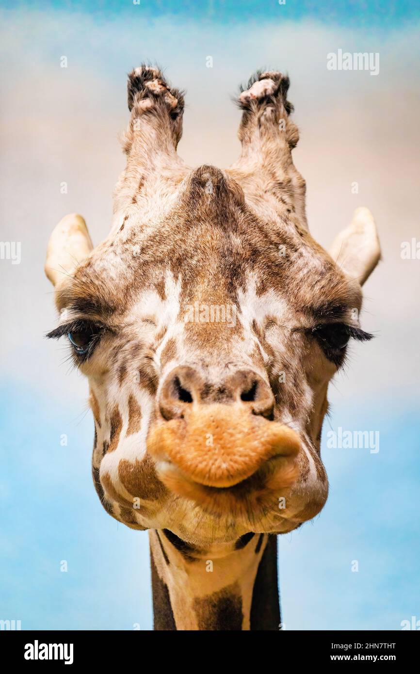 Close up funny looking giraffe head portrait with clouds in background Stock Photo