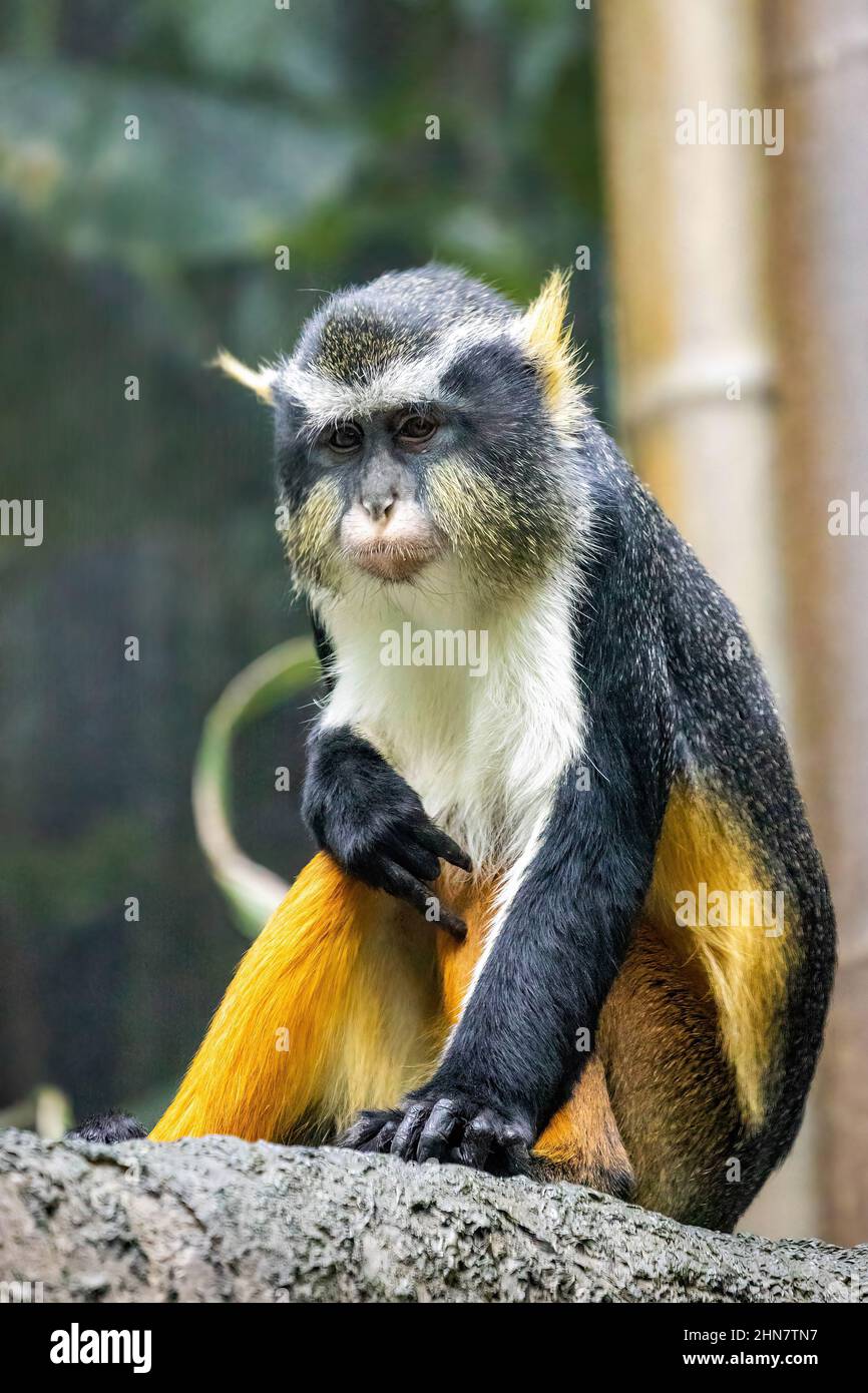 Cute looking Wolf's mona monkey portrait close up Stock Photo
