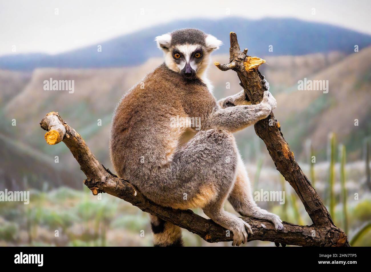 Cute Madagascar ring-tailed lemur portrait natural habitat Stock Photo -  Alamy