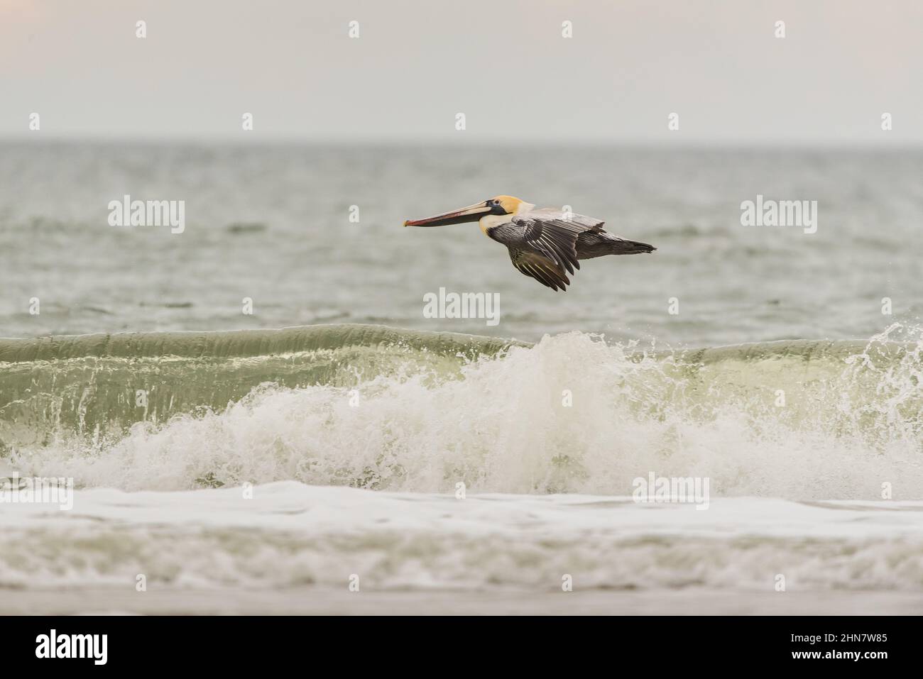 Eastern Brown Pelican Stock Photo - Alamy