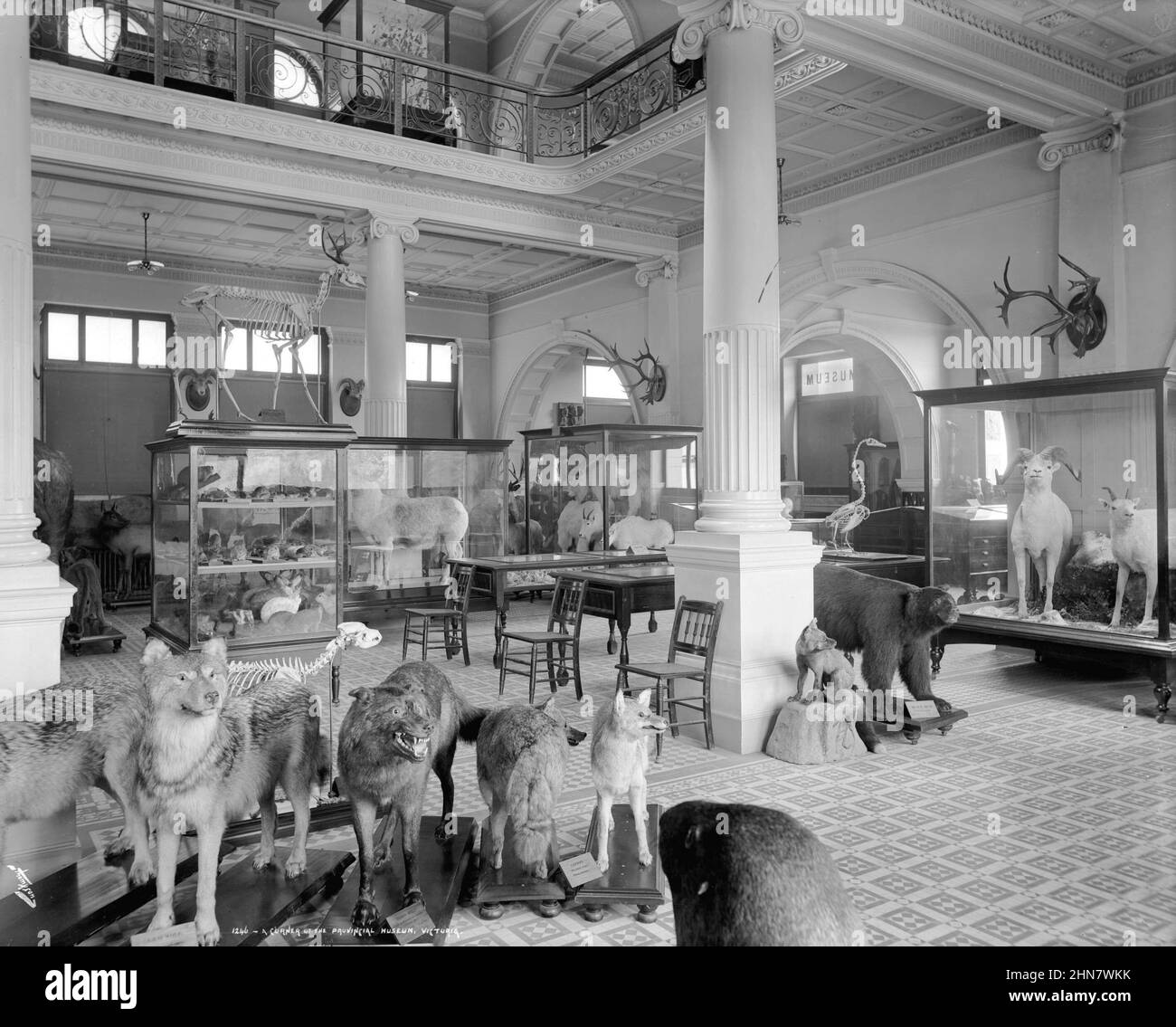Vintage black and white photograph ca. 1903 of taxidermied animals in a gallery of the Provincial Museum, Victoria, British Columbia, Canada Stock Photo