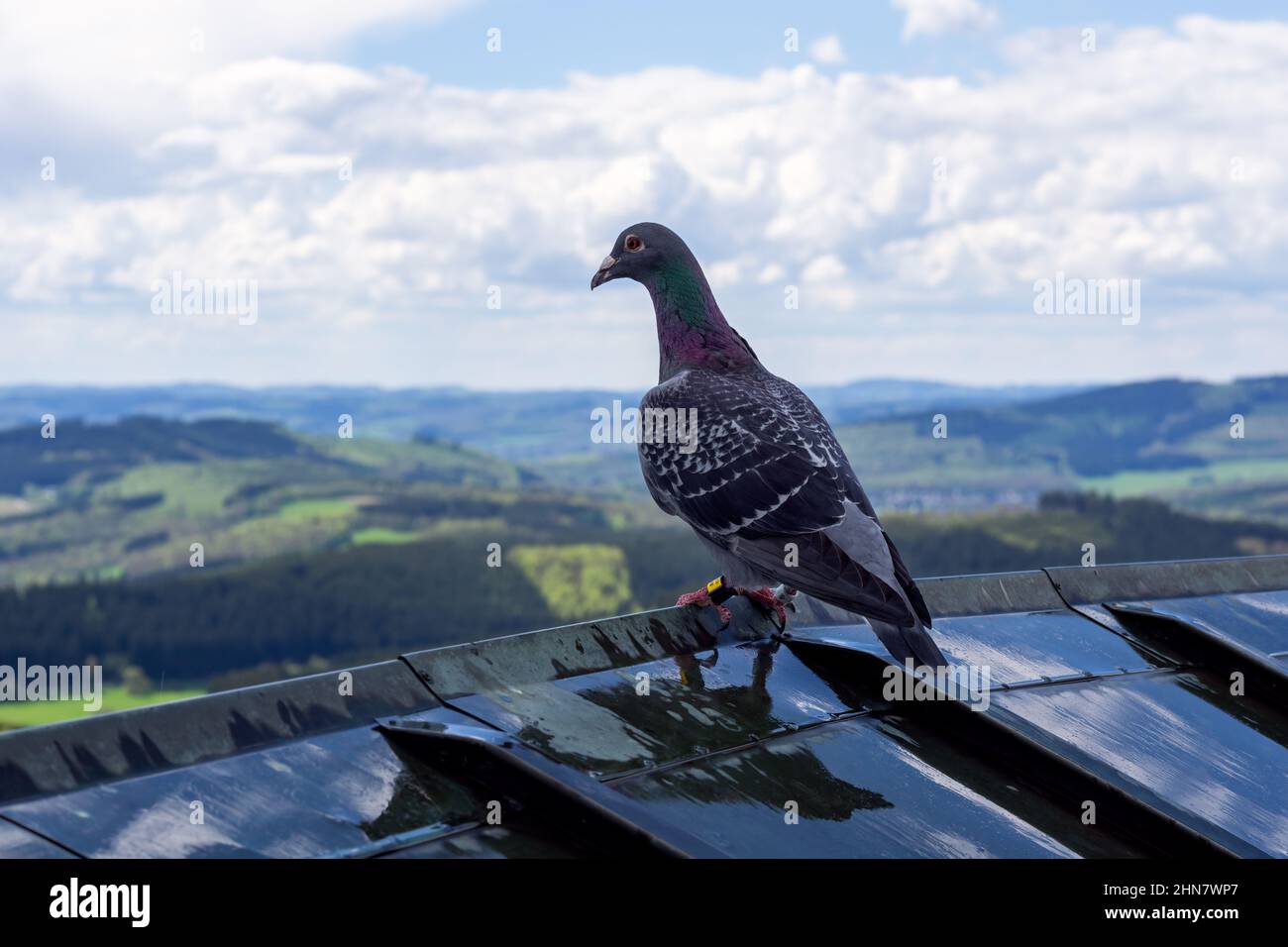 pigeons for sale near me pigeons for sale near me