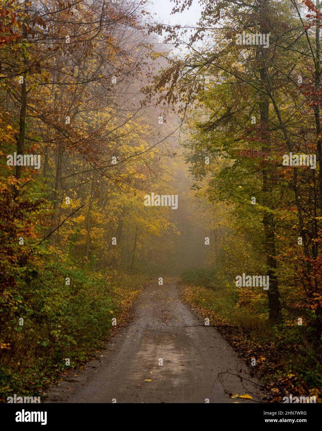 Vertical shot of a road in a forest in autumn Stock Photo - Alamy