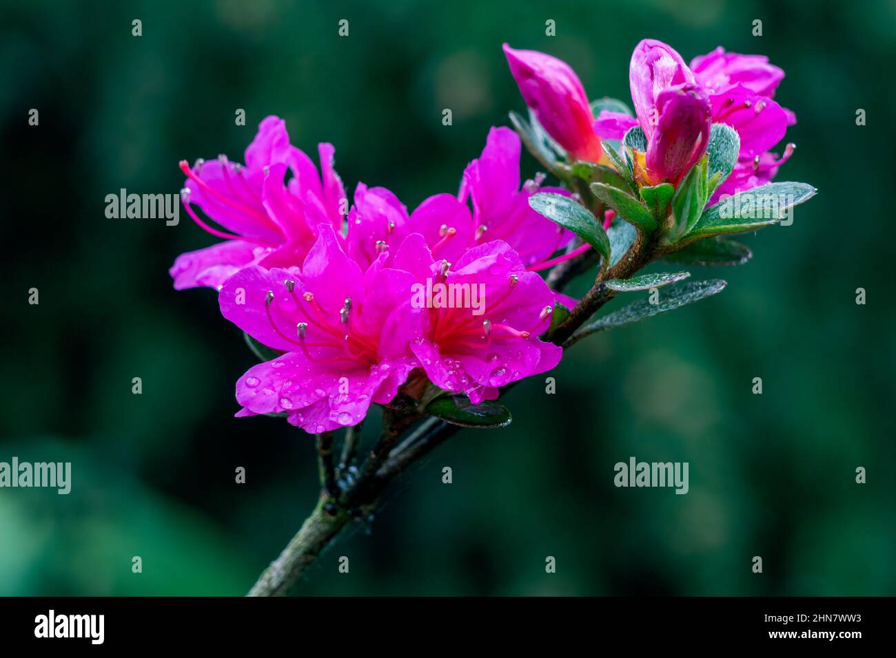 Close-up shot of azalea flowers growing in the garden on a blurred background Stock Photo