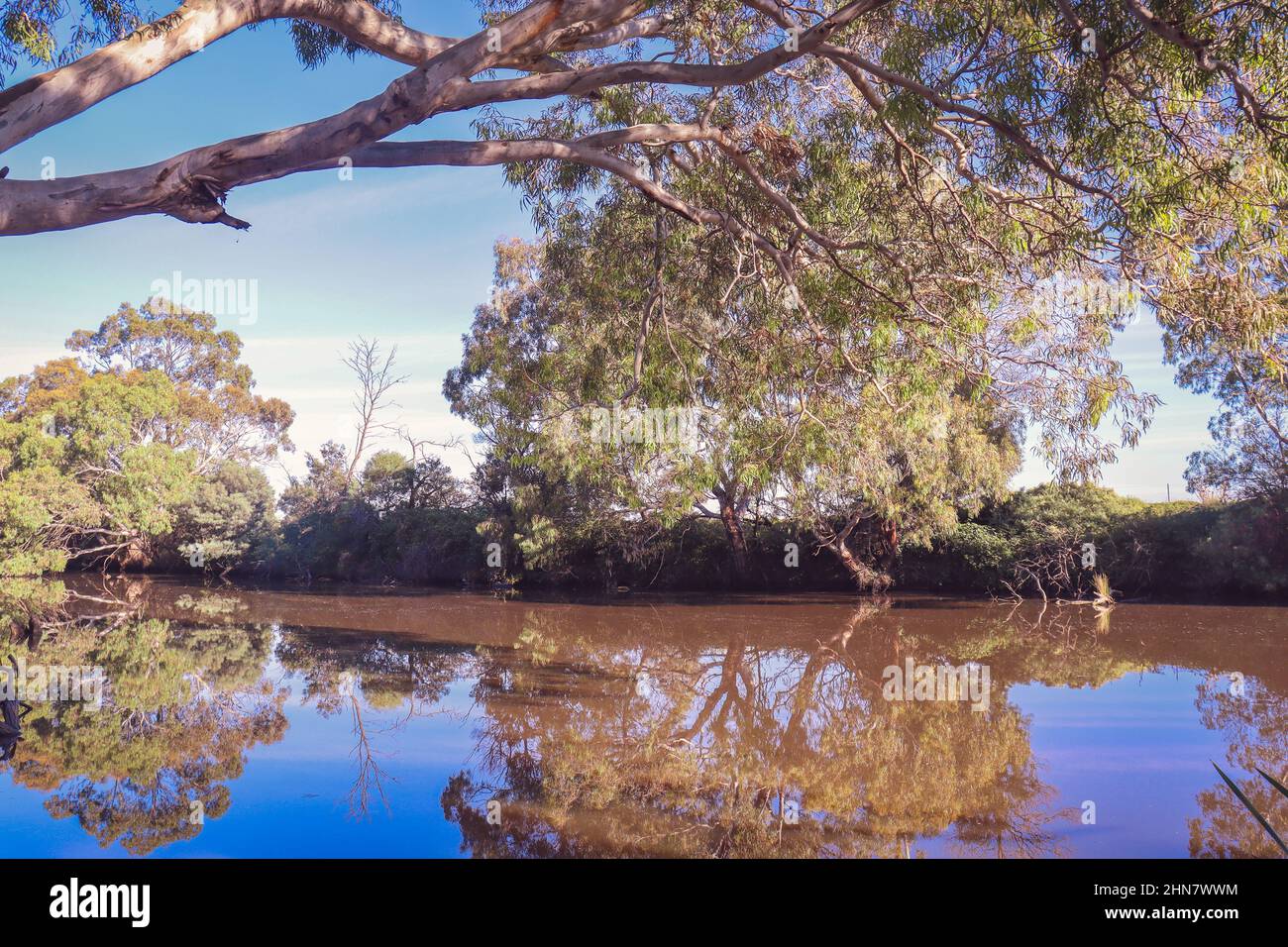 Beautiful shot growing trees hi-res stock photography and images - Alamy