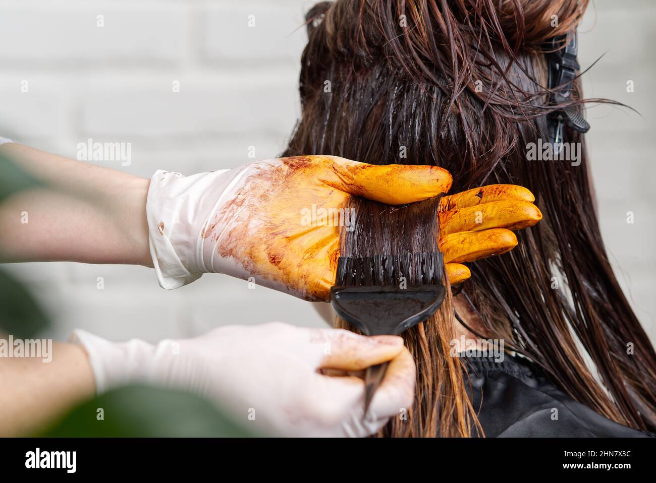Young female hairdressed hands dyeing long hair to beautiful girl ...