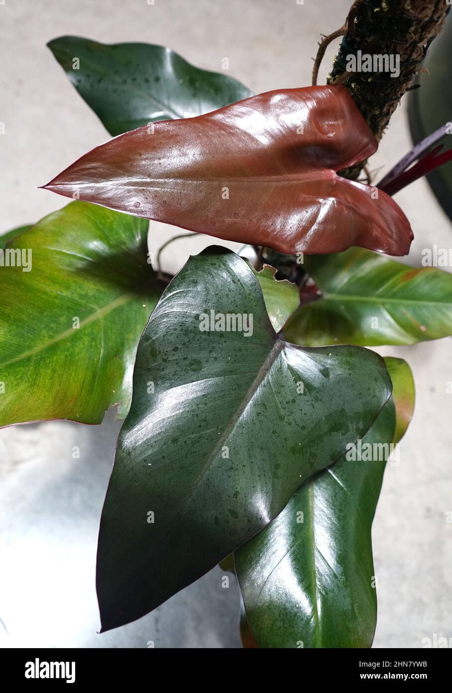 The shiny leaves of Philodendron Dark Lord, a popular rare and exotics houseplant Stock Photo