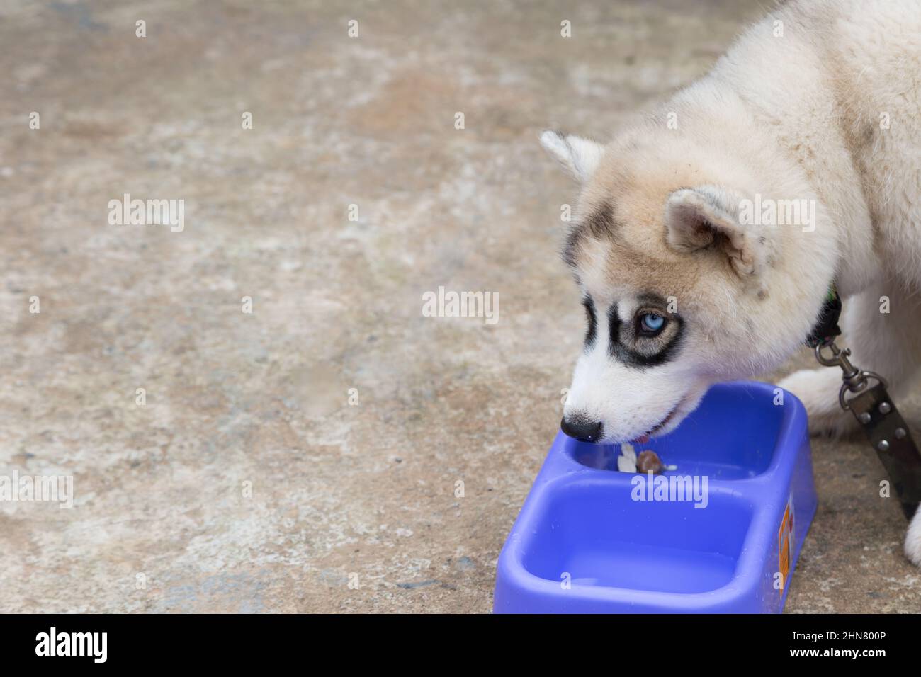 Siberian Husky puppy eating from bowl with cement background Stock Photo
