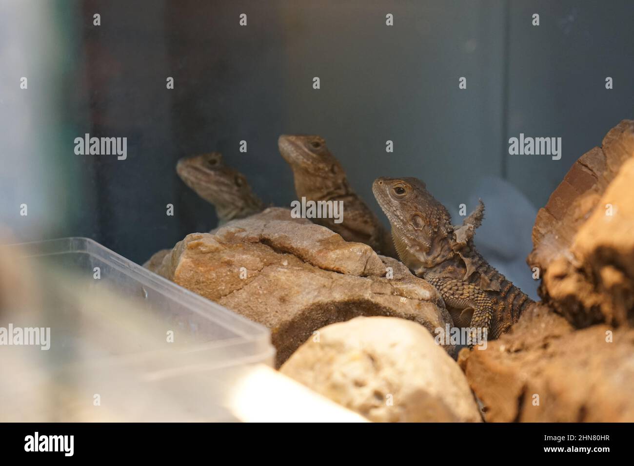 Group of agami lizards in a zoo habitat Stock Photo - Alamy