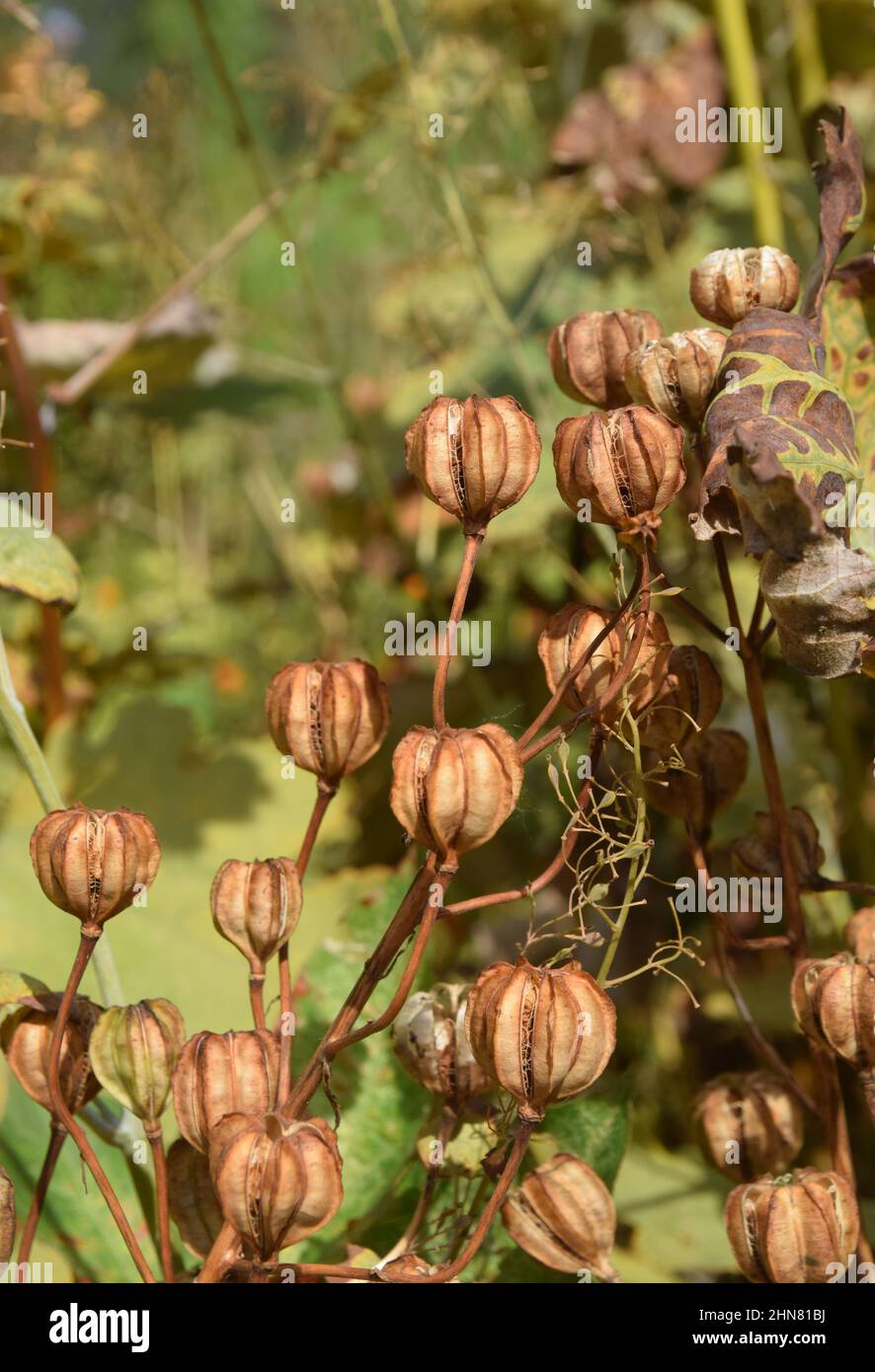 martagon lily seed pods, suffolk, england Stock Photo