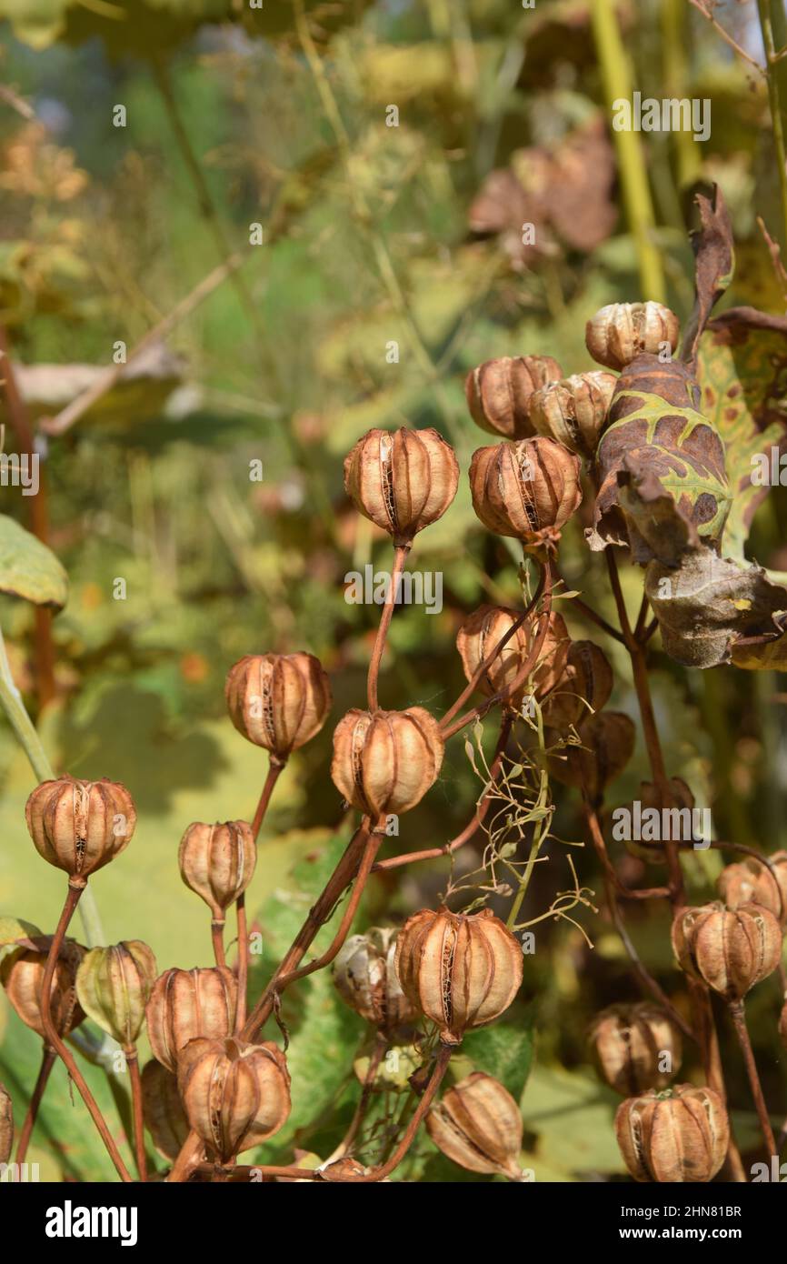 martagon lily seed pods, suffolk, england Stock Photo