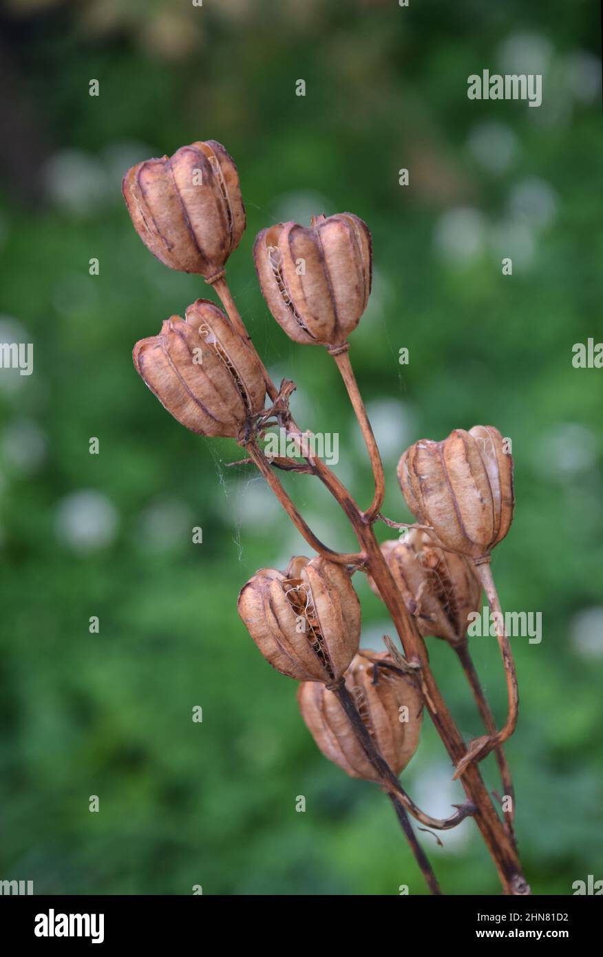martagon lily seed pods, suffolk, england Stock Photo