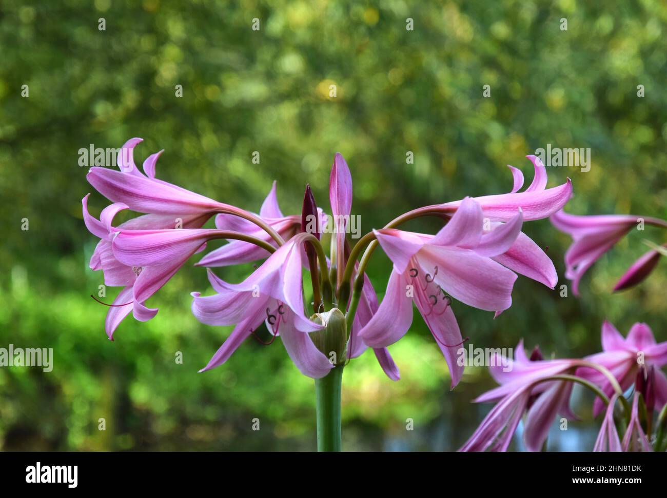 swamp lily, england Stock Photo
